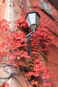 lampione, rosso, foglie, rampicante, autunno, finestra, muro