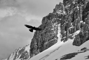 montagna, neve, uccello, bianconero, ali, aquila, rapace, volo
