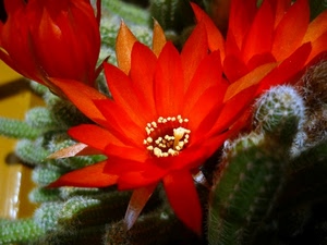 rosso, fiore, pianta, verde, spine, pistilli, grassa, cactus, petali