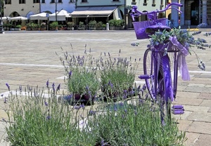 lavanda, bicicletta, viola, piazza, fiori, manubrio, pedali, lilla, verde, bici, tende, finestre, cestino, piante, gazebo