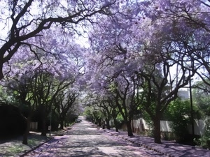 viale, alberi, fiori, rami, viola, strada, primavera, verde, tronchi