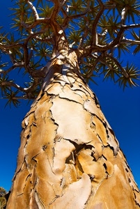 rami, albero, corteccia, cielo, foglie, tronco, prospettiva, pianta