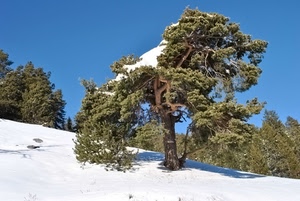 neve, albero, alberi, montagna, cielo, bianco, inverno, rami, verde