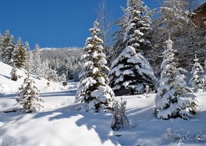 neve, inverno, alberi, bianco, freddo, montagna, abeti, azzurro, cielo, pini, bosco