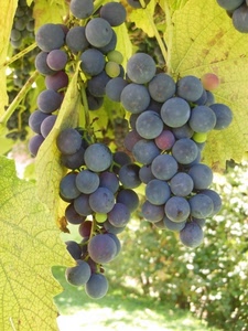 uva, foglie, acini, frutta, grappolo, vite, grappoli, giallo, verde