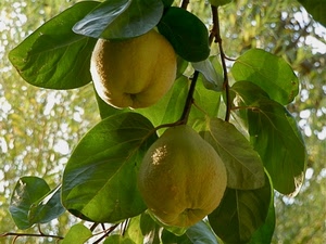 foglie, giallo, verde, frutta, mele, frutti, pianta, limoni, ramo, cibo, albero, rami