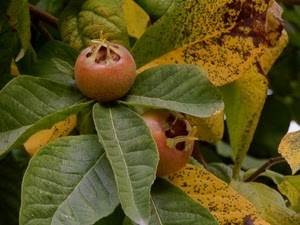 foglie, verde, giallo, pianta, frutto, frutti, bacche, autunno