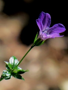 fiore, foglie, petali, viola, verde, macro, stelo