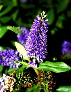 viola, foglie, verde, fiore, petali, fiori, macro