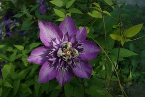 fiore, viola, foglie, petali, verde