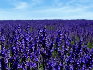 campo, cielo, fiori, lavanda, viola, nuvole, verde, azzurro, blu