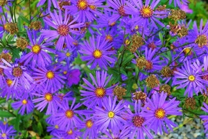 viola, fiori, verde, giallo, petali, foglie, margherite