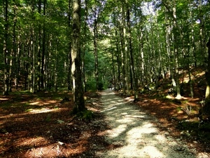 alberi, bosco, strada, ombre, verde, sentiero, luce, tronchi