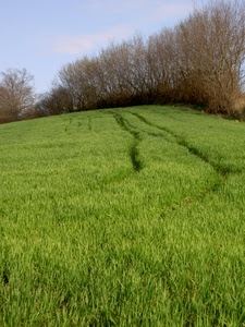verde, erba, alberi, prato, campo, tracce, cielo