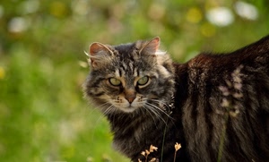 gatto, occhi, orecchie, muso, baffi, pelo, felino, verde, animale