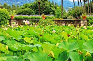 foglie, fiori, piante, verde, giardino, vasi, alberi, muretto, ninfee
