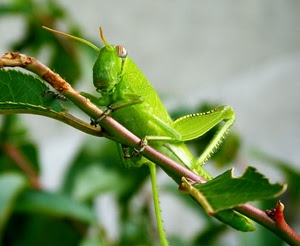 verde, ramo, cavalletta, foglie, insetto, zampe, macro, antenne, natura, animale
