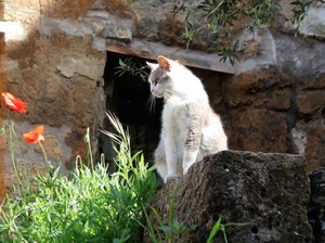 gatto, bianco, papaveri, erba, verde, fiori, muro, pietre, rosso