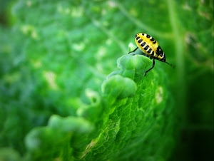 insetto, verde, giallo, nero, foglia, macro, zampe, foglie