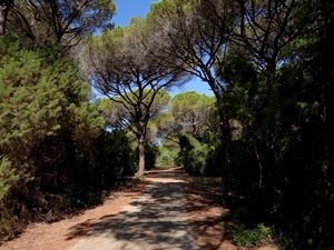 alberi, bosco, strada, rami, ombre, sentiero, ombra, parco, verde, pini, piante
