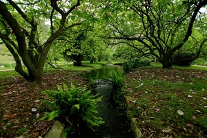 verde, alberi, foglie, piante, rami, parco, acqua, ruscello, natura, erba, tronco, giardino