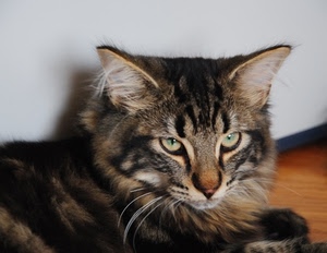 gatto, occhi, orecchie, felino, animale, muso, pelo, baffi, micio