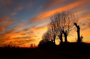 tramonto, alberi, nuvole, cielo, rami, silhouette, controluce, alba, rosso
