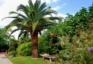 palma, piante, verde, fiori, panchina, albero, giardino, parco, erba, alberi