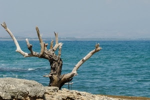 mare, albero, cielo, rami, scogli, acqua, tronco, azzurro, roccia, pianta