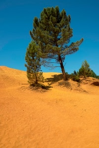 sabbia, verde, cielo, alberi, giallo, rami, pini, dune, duna, albero, pino