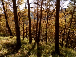 alberi, bosco, autunno, rami, tronchi, controluce, foglie, erba, giallo