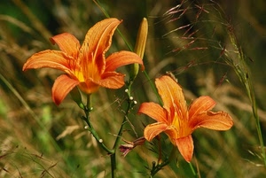 fiori, arancione, petali, due, verde, erba, arancio