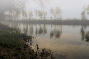 alberi, fiume, acqua, nebbia, riflessi, riflesso, foschia, rive