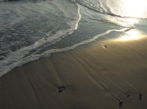 mare, sabbia, spiaggia, sassi, onde, acqua, conchiglie, riflesso, riva, schiuma