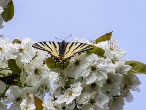 farfalla, fiori, ali, bianco, insetto, foglie