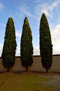 tre, cipressi, muro, alberi, verde, cielo, nuvole, prato