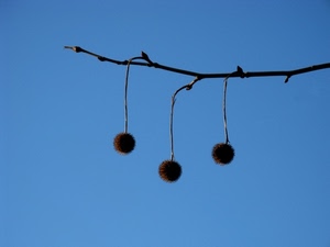 ramo, tre, cielo, azzurro, semi, frutti