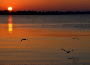 tramonto, uccelli, sole, mare, riflesso, acqua