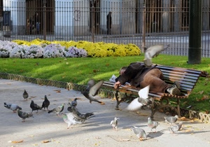 panchina, fiori, uomo, piccioni, colombi, aiuola, cancellata, uccelli, recinzione, giardino