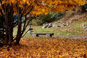 panchina, foglie, autunno, albero, parco, alberi, giallo