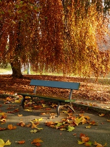 panchina, foglie, autunno, albero, parco, giallo