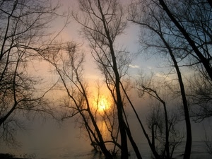 alberi, tramonto, nebbia, rami, sole, alba, controluce