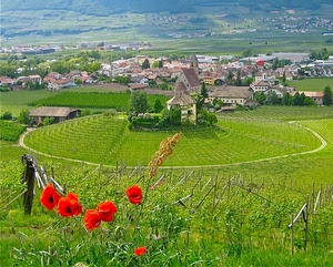 papaveri, verde, panorama, chiesa, vigna, paesaggio, rosso, prati, vigneto, prato, campanile, fiori