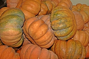zucche, arancione, verde, zucca, tante, mucchio, pieghe, verdura, ortaggi, arancio