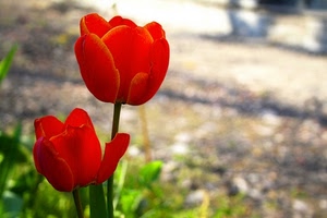 rosso, tulipani, petali, due, fiori, verde, tulipano, fiore