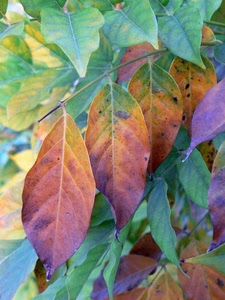 foglie, verde, autunno, ramo, venature, verdi, marrone, natura