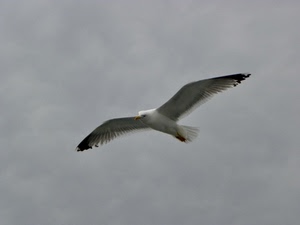 gabbiano, ali, uccello, volo, cielo, piume, volare, nuvole, bianco