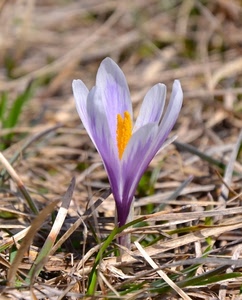 fiore, viola, giallo, petali, crocus, erba, primavera, pistilli, macro, pistillo