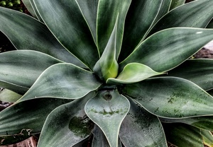 verde, pianta, foglie, grassa, macro, punte