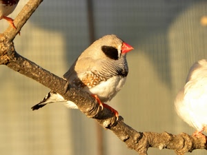 becco, ramo, uccello, zampe, piume, uccellino, animale, nero, natura, sfocato, arancio, bianco, arancione, coda, rosso